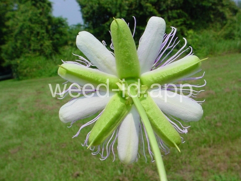 passionflower, maypop